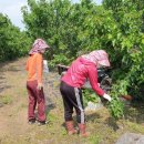 김해농장2 이미지