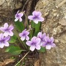 하모니펜션 이미지