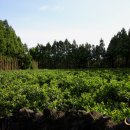 감자꽃펜션 이미지