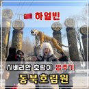 동북아파트 | 호랑이를 눈 앞에서 볼 수 있는 곳, 동북호림원(东北虎林园) 방문 후기 🐅