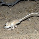[동물 이야기] 캥거루·쥐 절반씩 닮아… 몸길이 10㎝인데 한 번에 2.7m까지 뛰어요 이미지