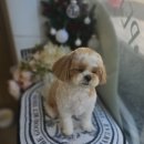 빠몽(PAWMONG) 이미지