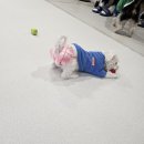 멍뭉다방 | 🌼🐶 초보 견주도 방문하기 편했던 애견카페