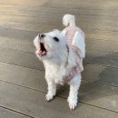 더프라임동물의료원 이미지