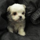 화이트애플 이미지