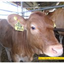 한우사랑수정 이미지