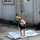 행복하 개 | 인천/김포 유기견 보호소 행복하개쉼터 🐶🐾