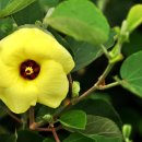 식산봉의 황근자생지 및 상록활엽수림 이미지