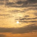 푼다리카 이미지