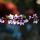 복사꽃향기 이미지