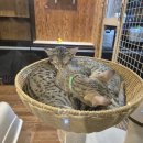 사바나 코쉬카 이미지