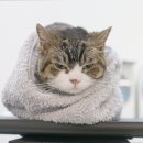 묘신사 그루밍 이미지