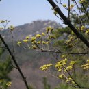 산유화