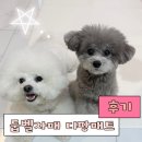 달강아지 | 디팡 강아지매트 한달 후기｜두부·베리 변화