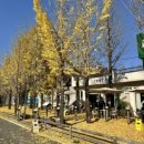 예쁜커피나무 이미지