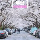 남천동 삼익비치 301동 앞 자전거대여소 | 남천동 벚꽃 실시간 광안리 벚꽃 4월 국내여행