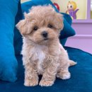 오마이퍼피 이미지