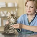 분당고양이분양 나비캣 이미지