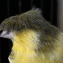 gloster canary 이미지