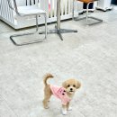 더멍멍 충주점 이미지