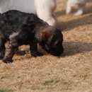 인삼농장 이미지