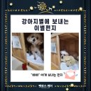 김해24시강아지장례식장 [삐삐]에게 쓰는 편지 이미지