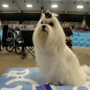 Blue dog club 이미지