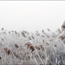 갈대이야기 이미지