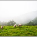 밍크목장 이미지