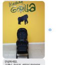 워싱고릴라 이미지