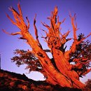 ​​세계에서 가장 오래된 나무는? 이미지