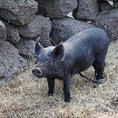 제주도흑돼지 이미지