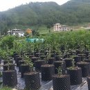 미선농장 2 이미지