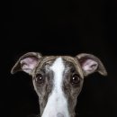 FAMILY DOG 이미지