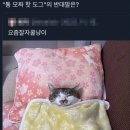 밀타운 | 블로그 좀 제대로 써볼랬는데 사진을 최신순으로 업로드해서 대애충 거슬러 가보는 2025 Summer