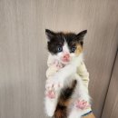 진북동물병원 이미지