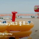 도그허니 네이버블로그