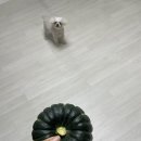 [제철음식] 해남 산이면 제철 밤호박 후기😎 - 단호박에그슬럿