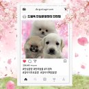 드림독 강아지분양 안심분양센터 인천점 | 인천강아지분양 드림독 강아지분양 안심분양센터 인천점 믿고 분양받을 수 있는 분양처