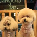 오렌지애견 이미지