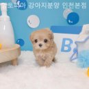 멍토피아 강아지분양 인천 본점 이미지