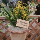 환타지아 이미지