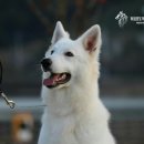 화이트 켄넬 이미지