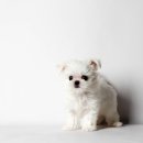 하이, 멍 이미지