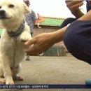 백구 이미지