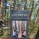 제138차 8월 23일 청록산악회 넷째주일요일 (강원도 대관령100년만에 개방된 금강소나무숲길)산행) 이미지