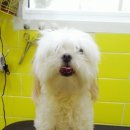 이뿌개 귀엽개 이미지