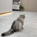 바하 고양이 병원 이미지