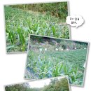 정감농장 이미지