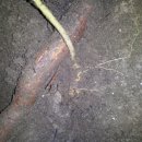 잉어물놀이 이미지